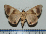 Achaea catella